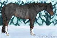 Horse Color:Liver Chestnut Rabicano 
