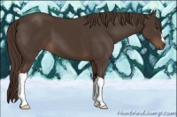 Horse Color:Liver Chestnut 