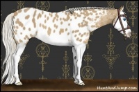 Horse Color:Palomino Splash Near Leopard 