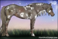 Horse Color:White Spotted Liver Chestnut Ice