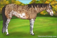 Horse Color:Bay Splash Frame  and Amber Champagne Splash Frame 