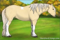 Horse Color:Palomino Dun Tobiano