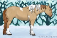 Horse Color:Red Dun Tobiano