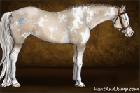 Horse Color:White Spotted Chocolate Palomino Pearl Splash