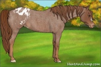 Horse Color:Red Roan Appaloosa 