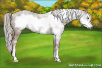 Horse Color:Gray Red Roan Frame