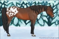 Horse Color:Bay Roan Appaloosa 