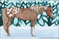 Horse Color:Chestnut Appaloosa Rabicano 