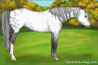 Horse Color:Gray Blue Roan Frame Appaloosa 
