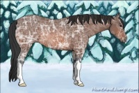 Horse Color:Bay Ice Rabicano 