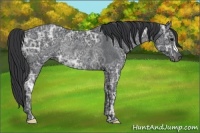 Horse Color:Black Ice Rabicano 