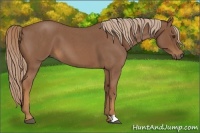 Horse Color:Red Roan 