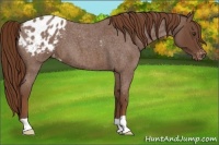 Horse Color:Red Roan Appaloosa 