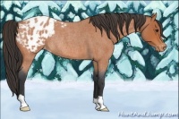 Horse Color:Bay Roan Appaloosa Rabicano 
