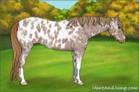 Horse Color:Red Ice Roan Appaloosa 