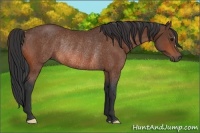 Horse Color:Bay Rabicano 
