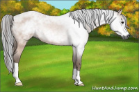 Horse Color:Gray Bay Roan 