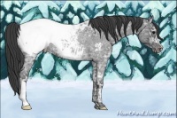 Horse Color:Blue Ice Roan Near Fewspot Rabicano 