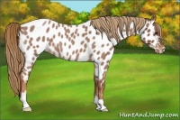 Horse Color:Red Roan Appaloosa 