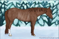 Horse Color:Chestnut Rabicano 