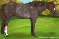 Horse Color:Liver Chestnut 