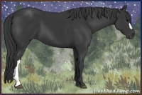 Horse Color:Black 
