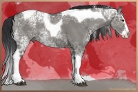 Horse Color:White Spotted Grullo Ice Splash Tobiano 