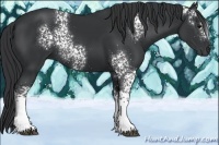 Horse Color:White Spotted Black 