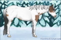 Horse Color:White Spotted Buckskin Tobiano Frame Rabicano