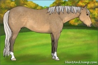Horse Color:Silver Buckskin 