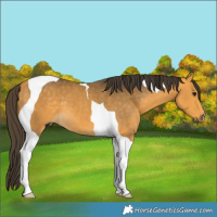 Horse Color:Buckskin Tobiano 
