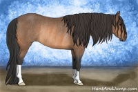 Horse Color:Buckskin Rabicano