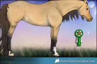 Horse Color:Buckskin Dun 