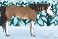 Horse Color:Buckskin Splash 