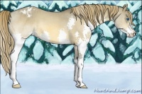Horse Color:Buckskin Dun Splash Appaloosa