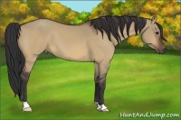 Horse Color:Bay Dun
