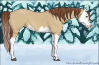 Horse Color:Red Dun Splash 