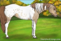 Horse Color:Buckskin Dun Tobiano Appaloosa
