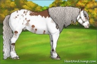 Horse Color:Silver Bay Splash Appaloosa