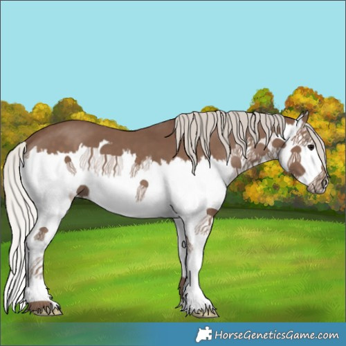 Horse Color:Silver Black Splash 