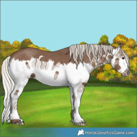 Horse Color:Silver Black Splash 