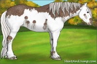 Horse Color:Silver Black Splash