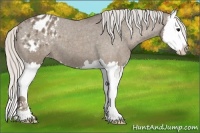 Horse Color:Silver Blue Roan Splash Appaloosa