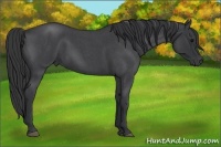 Horse Color:Blue Roan 