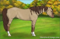 Horse Color:Liver Red Dun 