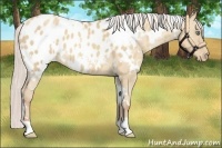 Horse Color:White Spotted Silver Sable Champagne Dun Appaloosa 