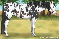 Horse Color:White Spotted Brown Splash Appaloosa 