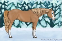 Horse Color:Chestnut Splash 