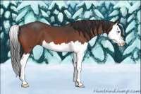 Horse Color:Bay Roan Splash 
