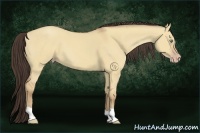Horse Color:Amber Champagne Dun 